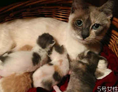 貓咪流產(chǎn)自己會(huì)好嗎 貓流產(chǎn)了怎么處理 貓咪流產(chǎn)自己會(huì)好嗎 貓流產(chǎn)了怎么處理