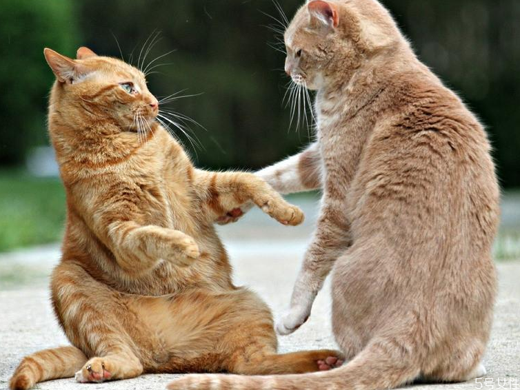 貓肚子里有死胎癥狀 怎么幫母貓排出死胎 貓肚子里有死胎癥狀 怎么幫母貓排出死胎