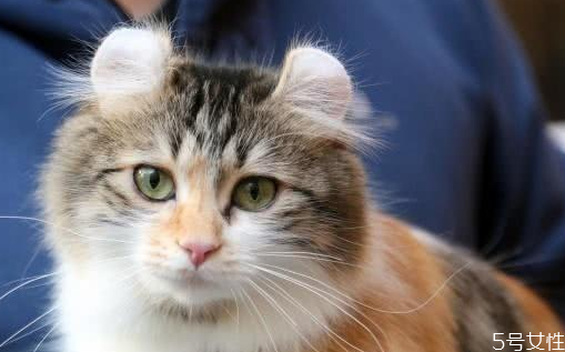 貓肚子里有死胎癥狀 怎么幫母貓排出死胎 貓肚子里有死胎癥狀 怎么幫母貓排出死胎