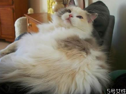 貓什么時候發(fā)春 貓一年發(fā)幾次情 貓什么時候發(fā)春 貓一年發(fā)幾次情