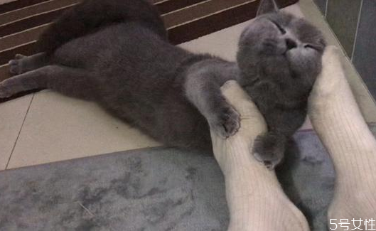 貓什么時候發(fā)春 貓一年發(fā)幾次情 貓什么時候發(fā)春 貓一年發(fā)幾次情