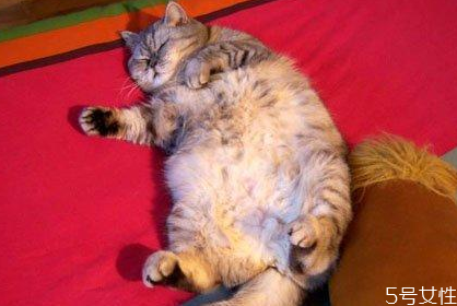 貓發(fā)情一直叫 貓咪發(fā)情怎么辦 貓發(fā)情一直叫 貓咪發(fā)情怎么辦