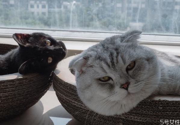 貓發(fā)腮好還是不發(fā)腮好 貓發(fā)腮吃什么東西好 貓發(fā)腮好還是不發(fā)腮好 貓發(fā)腮吃什么東西好