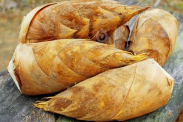 冬筍應(yīng)該怎么保存 冬筍保存的方法有什么 冬筍應(yīng)該怎么保存 冬筍保存的方法有什么