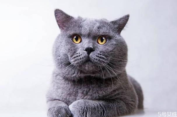 英短貓多少錢一只 英短什么毛色最貴 英短貓多少錢一只 英短什么毛色最貴