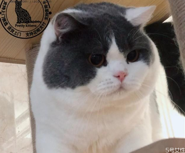 怎樣挑選英短 英短藍(lán)貓母貓好還是公貓好 怎樣挑選英短 英短藍(lán)貓母貓好還是公貓好