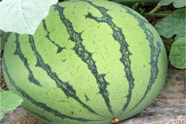 麒麟瓜有籽嗎 麒麟瓜是不是無籽西瓜 麒麟瓜有籽嗎 麒麟瓜是不是無籽西瓜