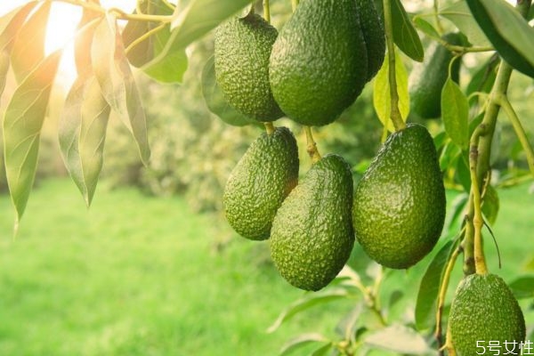 牛油果一年四季都有嗎 牛油果產(chǎn)在什么季節(jié) 牛油果一年四季都有嗎 牛油果產(chǎn)在什么季節(jié)