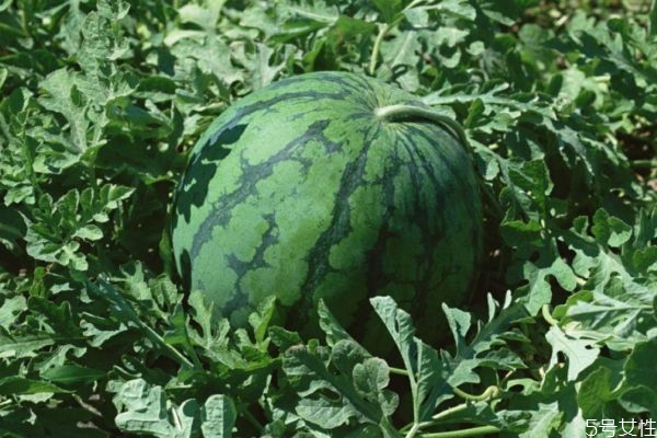 西瓜裂開了怎么保存 西瓜怎么保存 西瓜裂開了怎么保存 西瓜怎么保存