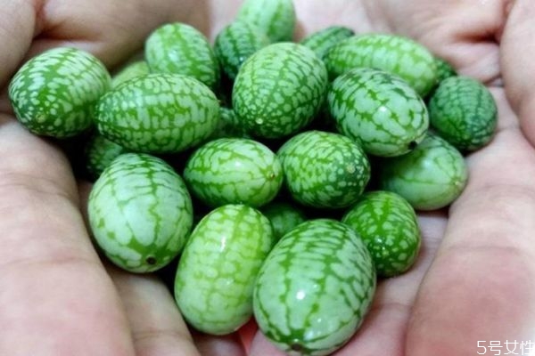 拇指西瓜是什么味道的 拇指西瓜的功效與作用 拇指西瓜是什么味道的 拇指西瓜的功效與作用