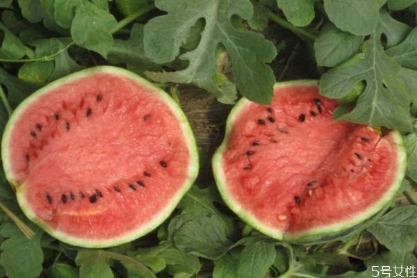 ?西瓜中間裂開能吃嗎 怎樣防止西瓜開裂 ?西瓜中間裂開能吃嗎 怎樣防止西瓜開裂