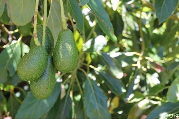 哪些人不適合吃牛油果 吃牛油果的最佳時(shí)間