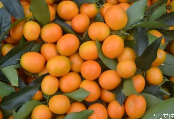 金錢橘一天可以吃幾個(gè) 金錢橘上火還是降火 金錢橘一天可以吃幾個(gè) 金錢橘上火還是降火