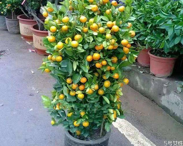 金錢橘樹(shù)盆栽能放家里嗎 金錢橘怎么擺放