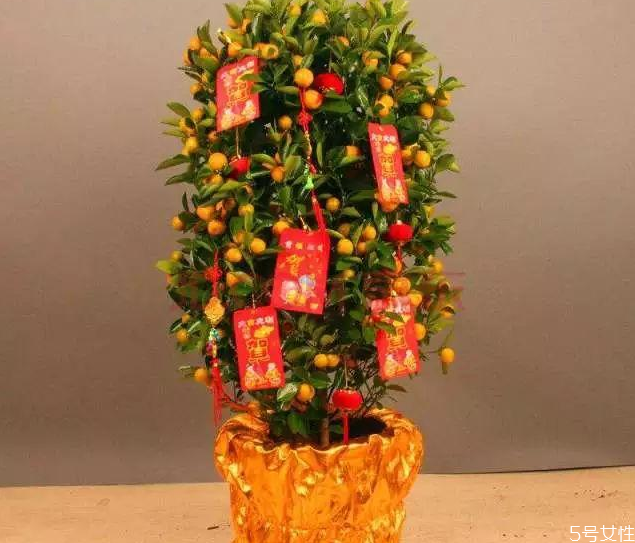 金錢橘樹(shù)盆栽能放家里嗎 金錢橘怎么擺放