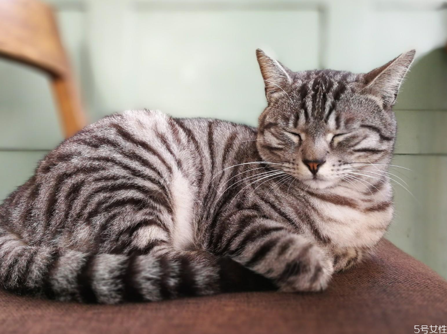 被子上有大量貓毛怎么清洗 床上全是貓毛有什么危害 被子上有大量貓毛怎么清洗 床上全是貓毛有什么危害