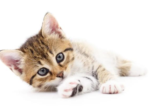 洗衣服能把貓毛洗掉嗎 洗衣機(jī)里放什么吸貓毛 洗衣服能把貓毛洗掉嗎 洗衣機(jī)里放什么吸貓毛