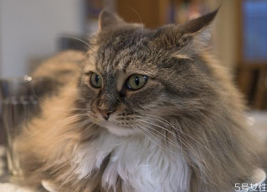 貓一般在幾月份掉毛 怎么改善貓咪掉毛 貓一般在幾月份掉毛 怎么改善貓咪掉毛
