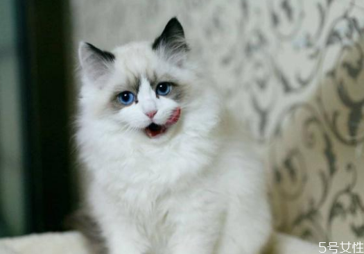 貓咪掉毛嚴重是什么原因 貓咪掉毛怎么解決 貓咪掉毛嚴重是什么原因 貓咪掉毛怎么解決