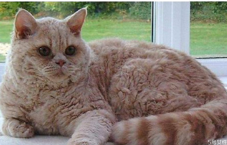 貓咪掉毛嚴重是什么原因 貓咪掉毛怎么解決 貓咪掉毛嚴重是什么原因 貓咪掉毛怎么解決