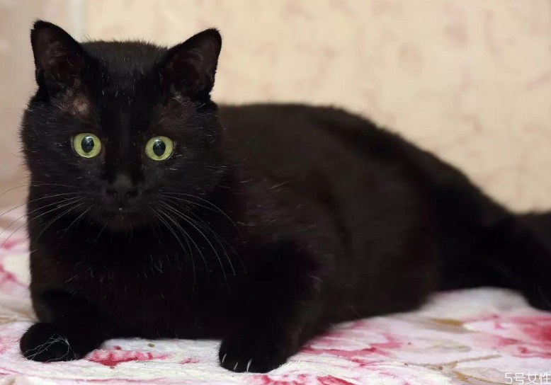 小貓掉毛一塊一塊的掉 怎么判斷是不是貓?zhí)\ 小貓掉毛一塊一塊的掉 怎么判斷是不是貓?zhí)\