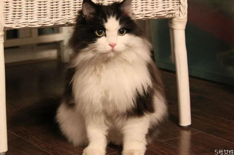 小貓掉毛一塊一塊的掉 怎么判斷是不是貓?zhí)\ 小貓掉毛一塊一塊的掉 怎么判斷是不是貓?zhí)\