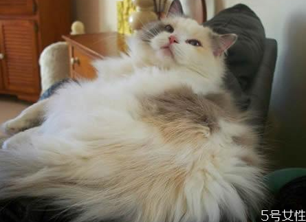 貓?zhí)\能徹底治好嗎 貓?zhí)\怎么根治 貓?zhí)\能徹底治好嗎 貓?zhí)\怎么根治