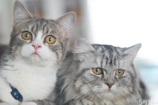 貓?zhí)\是怎么造成的 貓在什么情況容易得貓?zhí)\ 貓?zhí)\是怎么造成的 貓在什么情況容易得貓?zhí)\