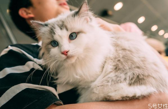 什么貓既溫順又不掉毛 掉毛嚴重的貓排行榜 什么貓既溫順又不掉毛 掉毛嚴重的貓排行榜