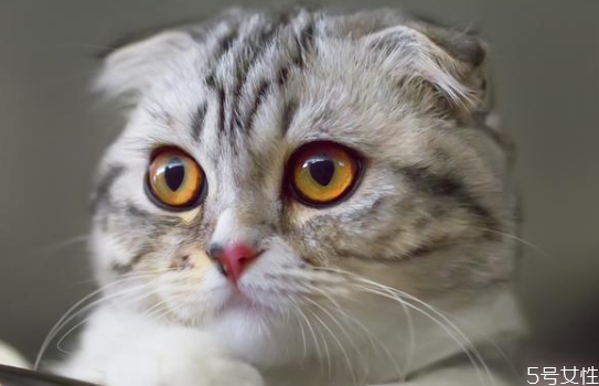 什么貓既溫順又不掉毛 掉毛嚴重的貓排行榜 什么貓既溫順又不掉毛 掉毛嚴重的貓排行榜