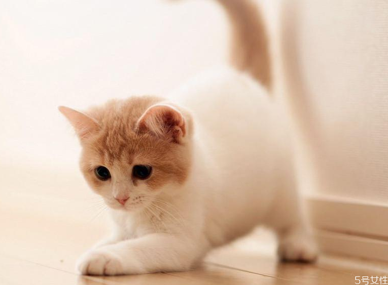 哪個(gè)快遞可以寄活體寵物 順豐快遞貓咪要多少錢 哪個(gè)快遞可以寄活體寵物 順豐快遞貓咪要多少錢