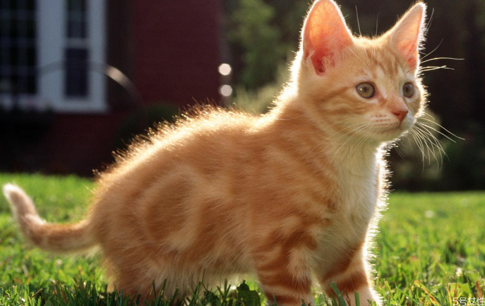 哪個(gè)快遞可以寄活體寵物 順豐快遞貓咪要多少錢 哪個(gè)快遞可以寄活體寵物 順豐快遞貓咪要多少錢