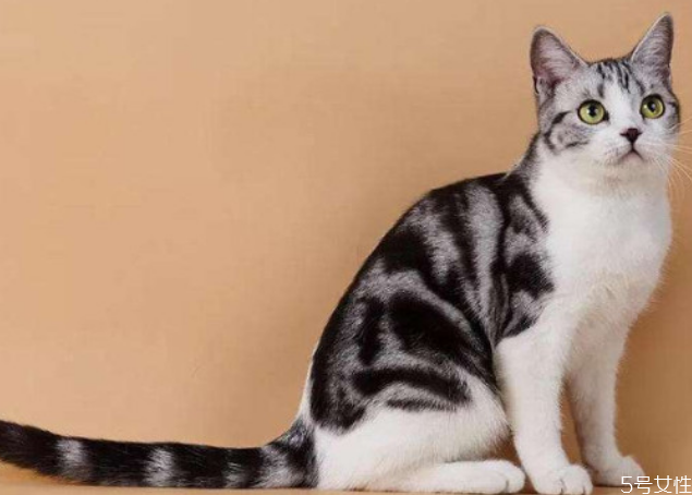 貓咪寄養(yǎng)多少錢一天 貓咪寄養(yǎng)和在家哪個(gè)好 貓咪寄養(yǎng)多少錢一天 貓咪寄養(yǎng)和在家哪個(gè)好