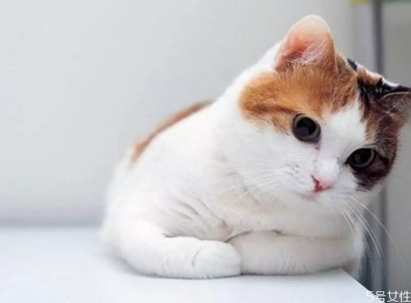 貓咪寄養(yǎng)多少錢(qián)一天 貓咪寄養(yǎng)和在家哪個(gè)好