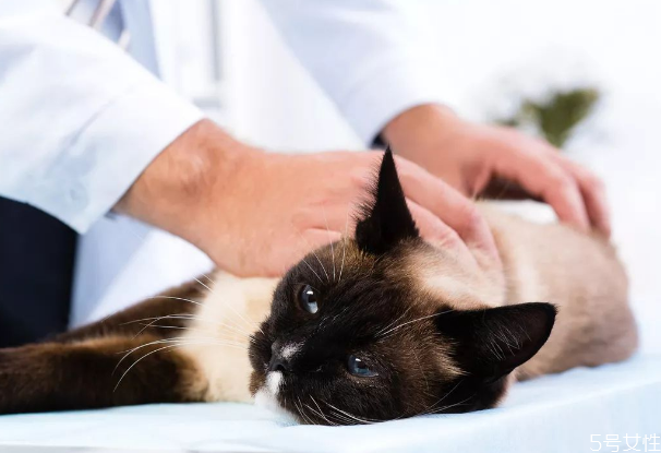 寄養(yǎng)貓咪一個月多少錢 寄養(yǎng)貓咪需要注意什么 寄養(yǎng)貓咪一個月多少錢 寄養(yǎng)貓咪需要注意什么