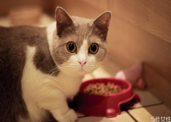 貓應(yīng)激反應(yīng)會自愈嗎 貓咪應(yīng)激反應(yīng)怎么安撫