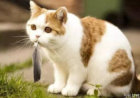 貓應(yīng)激反應(yīng)會(huì)自愈嗎 貓咪應(yīng)激反應(yīng)怎么安撫 貓應(yīng)激反應(yīng)會(huì)自愈嗎 貓咪應(yīng)激反應(yīng)怎么安撫