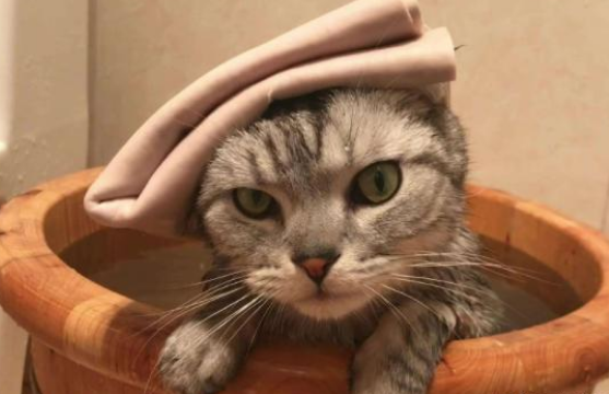 過(guò)年帶貓咪回老家要準(zhǔn)備什么 貓咪帶回家注意事項(xiàng) 過(guò)年帶貓咪回老家要準(zhǔn)備什么 貓咪帶回家注意事項(xiàng)