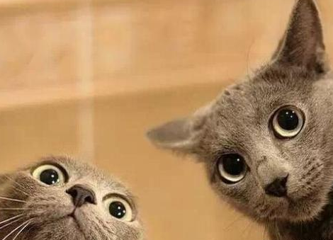 過(guò)年帶貓咪回老家要準(zhǔn)備什么 貓咪帶回家注意事項(xiàng) 過(guò)年帶貓咪回老家要準(zhǔn)備什么 貓咪帶回家注意事項(xiàng)