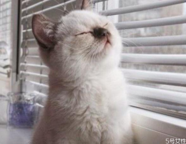 貓咪春節(jié)跟著回家好嗎 貓咪帶回家注意事項 貓咪春節(jié)跟著回家好嗎 貓咪帶回家注意事項