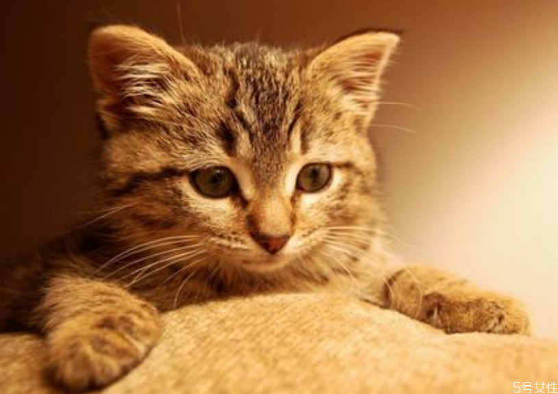 貓咪坐車一直叫怎么回事 如何讓貓安靜坐車 貓咪坐車一直叫怎么回事 如何讓貓安靜坐車