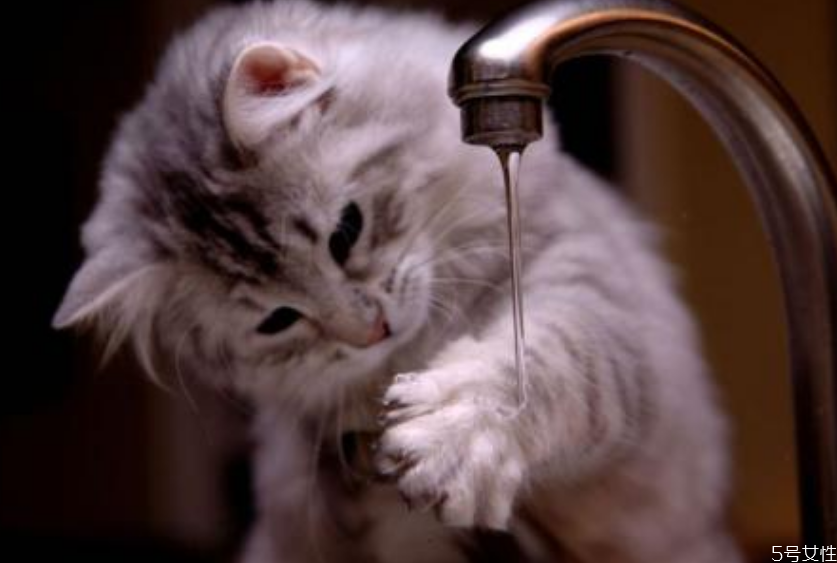 貓咪坐車(chē)會(huì)暈車(chē)嗎 貓坐私家車(chē)能坐幾小時(shí) 貓咪坐車(chē)會(huì)暈車(chē)嗎 貓坐私家車(chē)能坐幾小時(shí)