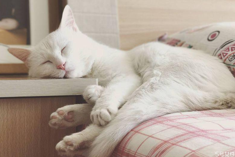 貓咪坐車(chē)會(huì)暈車(chē)嗎 貓坐私家車(chē)能坐幾小時(shí) 貓咪坐車(chē)會(huì)暈車(chē)嗎 貓坐私家車(chē)能坐幾小時(shí)