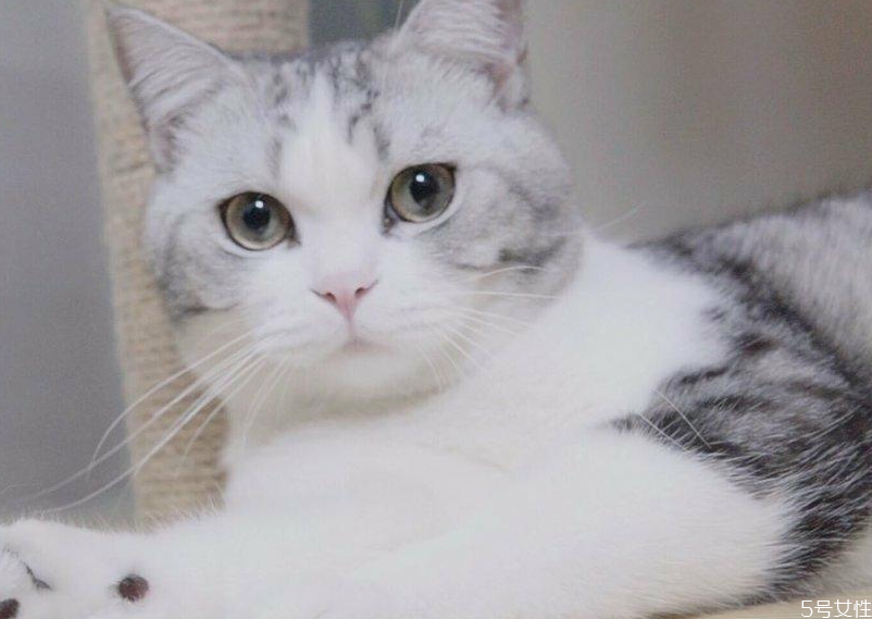 貓咪暈車回家怎么處理 貓咪暈車怎么舒緩 貓咪暈車回家怎么處理 貓咪暈車怎么舒緩