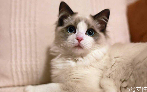 貓咪上完貓砂爬床不臟嗎 貓咪的腳要每天都擦嗎 貓咪上完貓砂爬床不臟嗎 貓咪的腳要每天都擦嗎