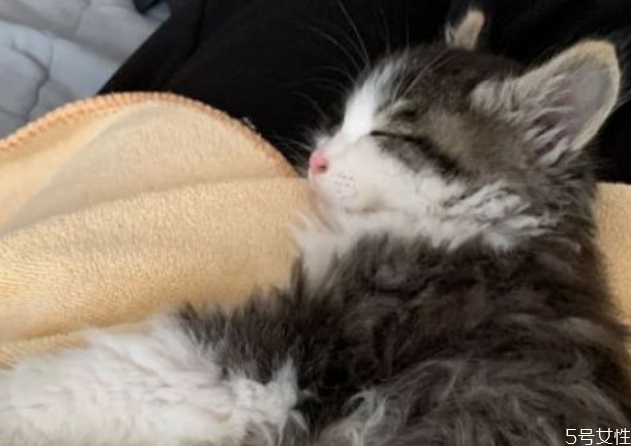 貓眼屎要每天清理嗎 貓怎么清理眼屎 貓眼屎要每天清理嗎 貓怎么清理眼屎