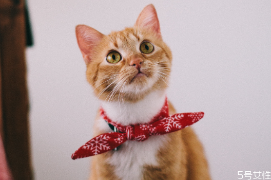 貓眼屎要每天清理嗎 貓怎么清理眼屎 貓眼屎要每天清理嗎 貓怎么清理眼屎