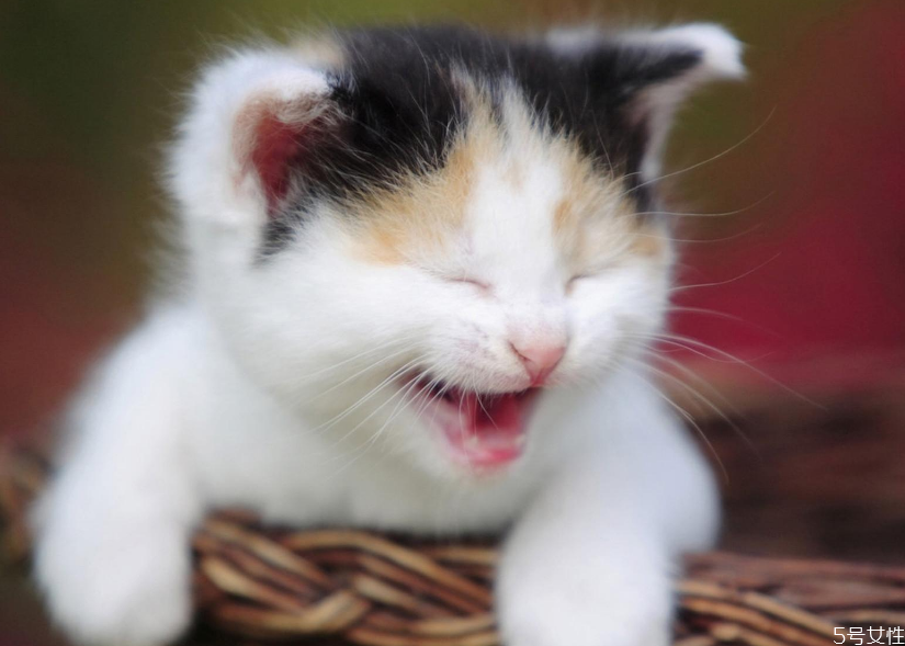 貓口臭正常嗎 幼貓口臭怎么辦 貓口臭正常嗎 幼貓口臭怎么辦