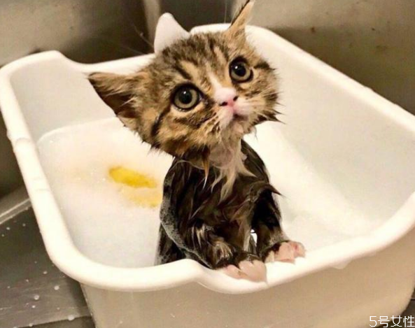 小貓身上臟怎么清理 貓平時(shí)怎么清潔 小貓身上臟怎么清理 貓平時(shí)怎么清潔