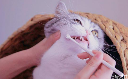 小貓身上臟怎么清理 貓平時(shí)怎么清潔 小貓身上臟怎么清理 貓平時(shí)怎么清潔